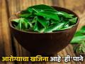 कढीपत्त्याची कच्ची पाने खाल्ल्याने काय होतात फायदे? जाणून घ्या... - Marathi News | Benefits of chew curry leaves on empty stomach | Latest health Photos at Lokmat.com
