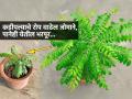 कडीपत्त्याच्या रोपाला पानचं येत नाहीत ? ५ घरगुती ट्रिक्स - हिरव्यागार सुगंधी पानांनी भरगच्च बहरेल रोप... - Marathi News | curry leaves plant care tips how to grow curry leaves faster at home secret to increase curry leaves growth in pot best fertilizer for curry leaves plant how to make curry leaves plant bushy | Latest sakhi News at Lokmat.com