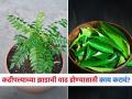 उन्हाळा सुरू होताच कढीपत्त्याच्या झाडाची वाढ खुंटली? 'हा' एक उपाय झाडासाठी फायद्याचा - Marathi News | How to grow curry leaves faster at home tips | Latest sakhi News at Lokmat.com