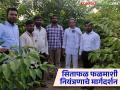 Custard Apple Fruit Fly Management : 'असे' करा सीताफळ बागेतील फळ माशीचे नियंत्रण - Marathi News | Custard Apple Fruit Fly Management : Do-it-yourself fruit fly control in the custard apple orchard | Latest agriculture News at Lokmat.com