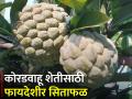 कोरडवाहू शेतीत सिताफळ लागवड कशी कराल? - Marathi News | How to cultivate custard apple for dryland farming? | Latest agriculture News at Lokmat.com