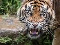 वाघाच्या हल्ल्यात आणखी एकाचा बळी, चिमूर परिसरातील घटना - Marathi News | a farmer killed in tiger attack in chimur area | Latest chandrapur News at Lokmat.com
