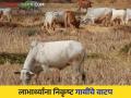 Agriculture News : योजनेतील गायींना दूधच नाही, काही दिवसांतच मृत्यू, काय आहे प्रकरण?  - Marathi News | Latest News Agriculture News Supply of inferior cows to beneficiaries by tribal corporation of nashik see details | Latest agriculture News at Lokmat.com