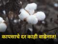 आज कापसाला किती मिळाला दर? जाणून घ्या सविस्तर - Marathi News | How much did cotton get today Know in detail maharashtra agriculture farmer | Latest agriculture News at Lokmat.com