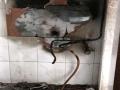 डोंबिवलीत गॅस सिलेंडर स्फोटात ८० वर्षिय महिला जखमी - Marathi News | 80-year-old woman injured in Dombivli gas cylinder blast, incident in MIDC | Latest thane News at Lokmat.com