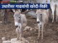 माळेगाव यात्रेत गाढवांनी खाल्ला चांगलाच भाव! एक लाख रुपयांना गाढव  - Marathi News | Donkeys ate a good price in the Malegaon Yatra! A donkey worth one lakh rupees | Latest agriculture News at Lokmat.com