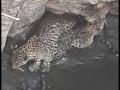 विहिरीत पडलेले दोन बिबटे सुखरुप, वन विभागाची यशस्वी कामगिरी - Marathi News | Two leopards lying in the well safe, successful performance of the forest department | Latest dhule News at Lokmat.com