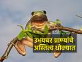 जगभरातील उभयचर प्राणी नामशेष होण्याच्या मार्गावर - Marathi News | Amphibians around the world are on the verge of extinction | Latest agriculture News at Lokmat.com