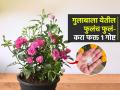 गुलाब नुसताच वाढतो, फुलं येत नाहीत? १ सोपी ट्रिक- १५ दिवसांतच फुलांनी बहरेल झाड - Marathi News | 1 Simple trick to Take Care Of Rose Plant and for blooming Flowers gardening Tips : A rose just grows, doesn't flower? 1 simple trick - a tree that will bloom within 15 days | Latest sakhi News at Lokmat.com