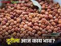 Market Yard: राज्यात आज सकाळच्या सत्रात ७ हजार ३९ क्विंटल तूरीची आवक, मिळतोय असा दर - Marathi News | Market Yard: 7 thousand 39 quintals of turi arrival in the state in this morning session, the rate is getting | Latest agriculture News at Lokmat.com