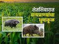 वन्यप्राण्यांचा शिवारांमध्ये हैदोस, धानाच्या रखवालीसाठी शेकोट्या अन् फटाके.. - Marathi News | Haydos in shelters of wild animals, bonfires and crackers for guarding paddy.. | Latest agriculture News at Lokmat.com