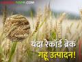 भारतात यंदा रेकॉर्ड ब्रेक गहू उत्पादन! किमान आधारभूत किंमतही अधिक - Marathi News | | Latest agriculture News at Lokmat.com