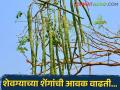शेवग्याच्या शेंगांचं वरण करताय? जाणून घ्या काय चाललेत भाव... - Marathi News | | Latest agriculture News at Lokmat.com