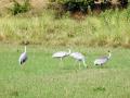 गणनेत भंडारा जिल्ह्यात आढळले चार सारस पक्षी! - Marathi News | Four Sarus Crane were found in Bhandara district during the enumeration | Latest bhandara News at Lokmat.com