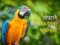 पोपटाने तरूणाला दिला झटका, गर्लफ्रेंड समोरच केली त्याच्या दुसऱ्या अफेअरची पोलखोल - Marathi News | Pet parrot expose boyfriend secret affair with another woman in front of girlfriend Reddit | Latest social-viral News at Lokmat.com