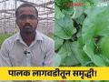 Palak Farming : पॉलिहाऊसमधील पालकने केले मालामाल! पुण्यातील शेतकऱ्याला एकरी १८ लाखांचा नफा - Marathi News | | Latest agriculture News at Lokmat.com