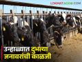 उन्हापासून गायी-म्हशी, शेळ्या-कोंबड्यांचा बचाव कसा करावा, जाणून घ्या सविस्तर  - Marathi News | Latest News How to take care of dairy animals in summer, read in detail | Latest agriculture News at Lokmat.com