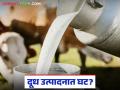 Dairy Crisis : अतिवृष्टीचा दुधावर परिणाम; चार महिन्यांत दूध उत्पादन १५% नी घाटले - Marathi News | latest new Dairy Crisis: Heavy rains affect milk; Milk production drops by 15% in four months | Latest agriculture News at Lokmat.com