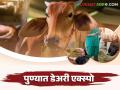 Dairy Expo 2024 : दुग्धव्यवसाय करणाऱ्या शेतकऱ्यांसाठी सुवर्णसंधी आंतरराष्ट्रीय डेअरी व फिड एक्स्पो वाचा सविस्तर - Marathi News | Dairy Expo 2024 : International Dairy and Feed Expo is a Golden Opportunity for Dairy Farmers Read More | Latest agriculture News at Lokmat.com