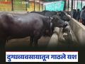 Dairy Farming Success Story : शेतीपूरक व्यवसायातून यश; गांडूळ खत ते दुग्धव्यवसाय प्रवास वाचा सविस्तर - Marathi News | latest news Dairy Farming Success Story: Success through complementary farming; Read the journey from vermicompost to dairy farming in detail | Latest agriculture News at Lokmat.com