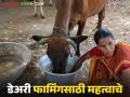 Dairy Business :'या' तीन गोष्टी करा, दूध व्यवसाय फायद्यात राहील, वाचा सविस्तर  - Marathi News | Latest News milk Business Make these three changes to profit in dairy business read in detail  | Latest agriculture News at Lokmat.com