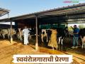 Dairy Farming: दुग्ध व्यवसायातून योगेशने शोधला प्रगतीचा यशस्वी मार्ग वाचा त्यांची यशकथा सविस्तर - Marathi News | Dairy Farming: latest news Yogesh found a successful path to progress through dairy farming. Read his success story in detail. | Latest agriculture News at Lokmat.com