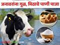 Dairy Management : शेतकऱ्यांनो! जनावरांना गूळ मिठाचे पाणी पाजताय का? उन्हाळ्यात हे कराचं  - Marathi News | Latest News Feed jaggery salt water to animals to protect them from heat stroke | Latest agriculture News at Lokmat.com