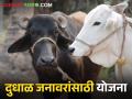 Dairy Subsidy शेतकऱ्यांना ७५ टक्के अनुदानावर मिळणार दुधाळ गाय, म्हैस - Marathi News | Dairy Subsidy Farmers will get milch cow, buffalo on 75 percent subsidy | Latest agriculture News at Lokmat.com