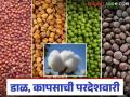 Export pulses, cotton : कृषी प्रक्रियेला चालना; डाळ, कापसाची निर्यात वाचा सविस्तर - Marathi News | Export pulses, cotton: Boosting agricultural processes; Read details on export of pulses, cotton | Latest agriculture News at Lokmat.com