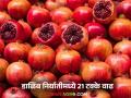 Dalimb Niryat : जानेवारी ते एप्रिल दरम्यान डाळिंब निर्यातीमध्ये 21 टक्के वाढ, 'या' देशांत निर्यात  - Marathi News | Latest News Dalimb Niryat Pomegranate exports increase by 21 percent between January and April | Latest agriculture News at Lokmat.com