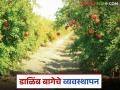Dalimb Bag : डाळिंब बागेचे सध्याच्या अवस्थेत कसे व्यवस्थापन कराल? वाचा सविस्तर  - Marathi News | Latest News How will you manage pomegranate farm in current stage Read in detail | Latest agriculture News at Lokmat.com