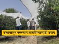 वाढत्या उन्हाचा परिणाम, नाशिक जिल्ह्यात फळबागांवर आच्छादन करण्याची लगबग - Marathi News | Latest News net covering of three acres of pomegranate orchard in nashik | Latest agriculture News at Lokmat.com
