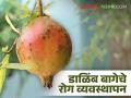 पानगळीनंतर किंवा फुलधारणेपूर्वीपासून डाळिंब बागेवर 'हे' उपाय करा, वाचा सविस्तर  - Marathi News | Latest news dalimb bag Disease Management of Pomegranate Garden in Bloom read in detail | Latest agriculture News at Lokmat.com