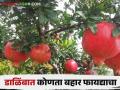 डाळिंब पिकात कोणत्या बहारात मिळते फळांचे अधिक उत्पादन वाचा सविस्तर - Marathi News | In which bahar season do you get more fruit production in Pomegranate crop read in detail | Latest agriculture News at Lokmat.com