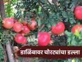 डाळिंबाचा दर गेला २२ हजारांवर; आता त्याच्यावर चोरट्यांची नजर, तब्बल २० लाखांची फळे गेली चोरीला - Marathi News | The price of pomegranates has gone up to 22 thousand; now thieves are eyeing it, fruits worth 20 lakhs have been stolen | Latest agriculture News at Lokmat.com