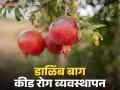 Dalimb Crop Management : डाळिंब बागेवर 'ही' लक्षणे दिसल्यास, अशी घ्या फवारणी, वाचा सविस्तर  - Marathi News | Latest News Dalimb Crop Management these' symptoms are seen in pomegranate crop, spray as follows, read in detail | Latest agriculture News at Lokmat.com