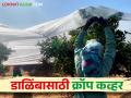 शेतकऱ्यांना निर्यातक्षम डाळिंब उत्पादनासाठी क्रॉप कव्हर तंत्र ठरतंय फायदेशीर - Marathi News | Crop cover technique is beneficial for producing exportable pomegranates | Latest agriculture News at Lokmat.com
