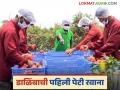 Dalimb Export : भारतीय डाळिंबाची पहिली पेटी समुद्रमार्गे ऑस्ट्रेलियाला पोहचली, वाचा सविस्तर  - Marathi News | Latest News dalimb Export The first box of Indian pomegranates reached Australia by sea, read in detail | Latest agriculture News at Lokmat.com