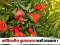 डाळिंब बागेत लवकर व मोठ्या प्रमाणात फुलधारणा होण्यासाठी सोपे उपाय - Marathi News | Simple solutions for early and maximum flowering in pomegranate fruit crops | Latest agriculture News at Lokmat.com