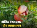 डाळिंबाचे हस्त बहरात रोगांवर नियंत्रण मिळवण्यासाठी काय उपाय करावेत?  - Marathi News | Latest News Dalimb bag What measures should be taken to control diseases in pomegranate blossoms? | Latest agriculture News at Lokmat.com