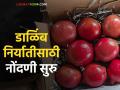 Dalimb Niryat Nondani : डाळिंब निर्यातीसाठी ऑनलाइन नोंदणी प्रक्रिया सुरू - Marathi News | Dalimb Niryat Nondani : Online registration process for pomegranate export started | Latest agriculture News at Lokmat.com