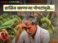 डाळिंब खाणाऱ्या 'त्या' पोपटांमुळे प्राणी-पक्षांच्या नुकसान भरपाईचा मार्ग होणार का मोकळा? वाचा सविस्तर - Marathi News | Will the path to compensation for the damage caused to animals and birds be paved by 'those' parrots eating pomegranates? Read in detail | Latest agriculture News at Lokmat.com