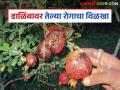 Telya Effect On Pomegranate : डाळिंब पिकावर संकट: तेल्या रोगाने बागा मेटाकुटीला; जाणून घ्या बचावाचे मार्ग - Marathi News | latest news Telya Effect On Pomegranate: Pomegranate crop in crisis: Telya disease has devastated the orchards; Know the ways to save it | Latest agriculture News at Lokmat.com