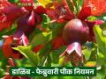 डाळिंब पिकाच्या आंबिया बहरातील फेब्रुवारीतील पीक नियमन कसे करावे? वाचा सविस्तर  - Marathi News | Latest News How to regulate the flowering period of pomegranate crop in February Read in detail | Latest agriculture News at Lokmat.com