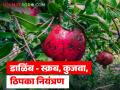 डाळिंबावरील बुरशीजन्य स्कॅब, काळे ठिपके आणि फळ कुजवा नियंत्रणासाठी 'या' फवारण्या करा - Marathi News | Latest news Spray these to control fungal scab, black spot and fruit rot on pomegranates | Latest agriculture News at Lokmat.com