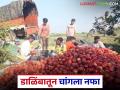 Dalimb Farming : जळगावच्या शेतकऱ्याने डाळिंबाच्या शेतीतून एकरी आठ लाख रुपये नफा कसा मिळवला? - Marathi News | Latest news Dalimb Bag Profit of eight lakhs per acre from pomegranate farming, Jalgaon farmer's story | Latest agriculture News at Lokmat.com