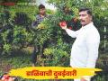 Farmer Success Story : एका झाडाला २० किलो डाळिंब शिराळच्या या शेतकऱ्याचे तीन एकरातून मिळविले ५२ लाखांचे उत्पन - Marathi News | Farmer Success Story: 20 kg of pomegranates per tree, this farmer of Shirala got an income of 52 lakhs from three acres | Latest agriculture News at Lokmat.com