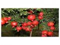 एकलहरे परिसरात डाळिंबबागा फुलल्या - Marathi News | Pomegranate blossom in single squares | Latest nashik News at Lokmat.com
