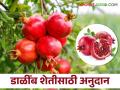 Agriculture News : डाळिंब लागवडीसाठी सलग तीन वर्ष अनुदान मिळतयं, जाणून घ्या सविस्तर  - Marathi News | Latest News Get subsidy for three consecutive years for pomegranate cultivation, know in detail  | Latest agriculture News at Lokmat.com