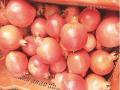 लाडसावंगीच्या डाळिंबाला मुंबईत मिळाला सोन्याचा भाव - Marathi News | Ladasawangi Pomegranate receives gold price in Mumbai | Latest chhatrapati-sambhajinagar News at Lokmat.com